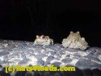/home//u458753944/public_html/sourcegallery////////////////////////Roxborough Toad Detour/2013-2019/2017/P4110728.JPG